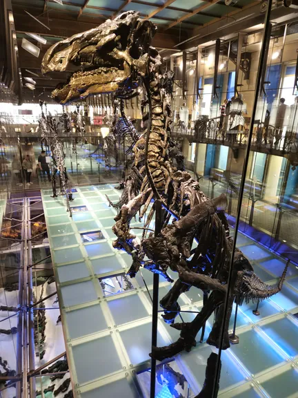 Natural History Museum (Royal Belgian Institute of Natural Sciences) Brussels (Belgium)